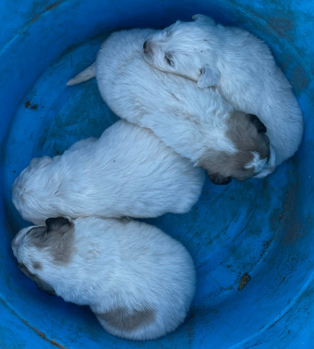 Great Pyrenees Puppies